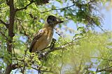 Collared Antshrike